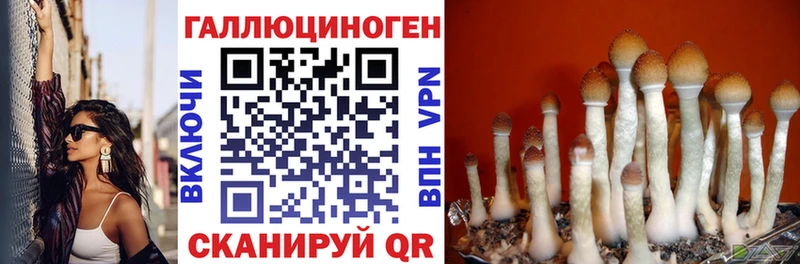 наркота  Сосногорск  Псилоцибиновые грибы Psilocybe 